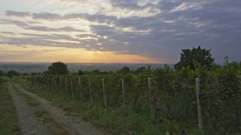 Vineyards Stock Footage 139721716