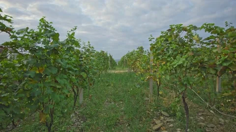 Vineyards Stock Footage 139722428