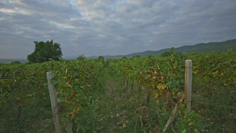 Vineyards Stock Footage 139722598