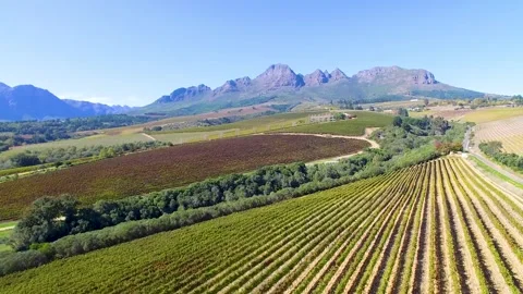 Vineyards Stock Footage 241710463