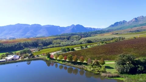 Vineyards Stock Footage 241710492