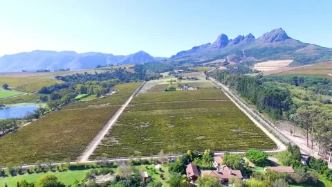 Vineyards Stock Footage 241710506