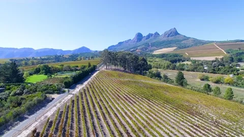 Vineyards Stock Footage 241710510