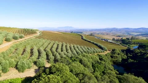 Vineyards Stock Footage 241710511