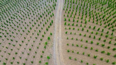Vineyards Stock Footage 245142516