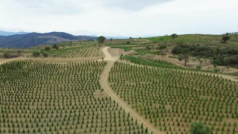 Vineyards Stock Footage 245142517