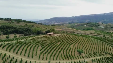 Vineyards Stock Footage 245142518