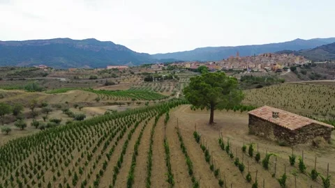 Vineyards Stock Footage 245142523