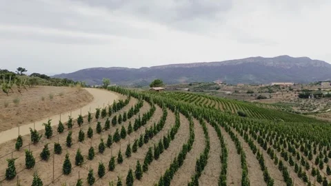 Vineyards Stock Footage 245142524