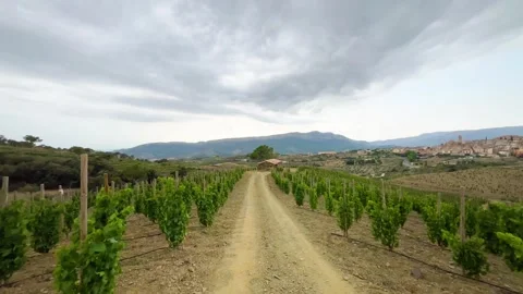 Vineyards Stock Footage 245266381