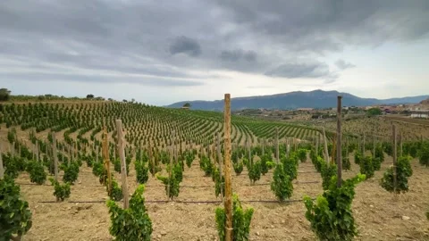 Vineyards Stock Footage 245266384