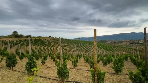 Vineyards Stock Footage 245266388