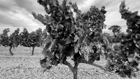 Vineyards Stock Footage 245266389
