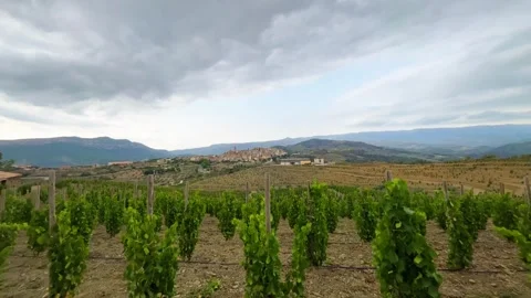 Vineyards Stock Footage 245266393