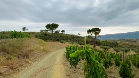 Vineyards Stock Footage 245266408