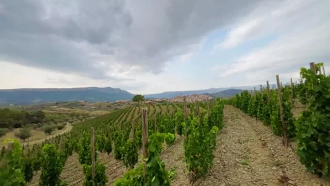 Vineyards Stock Footage 245266418