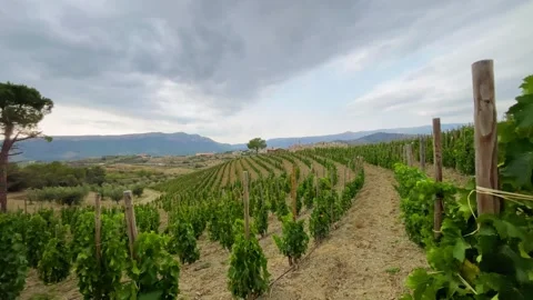 Vineyards Stock Footage 245266422