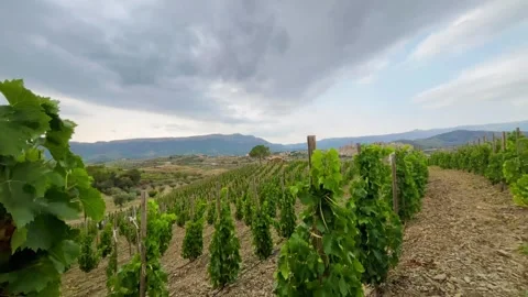 Vineyards Stock Footage 245266423