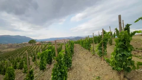 Vineyards  Stock Footage 245266424