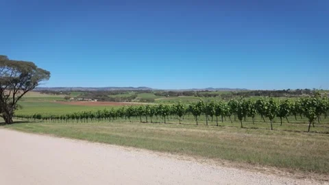 Vineyards Video stock 292715312