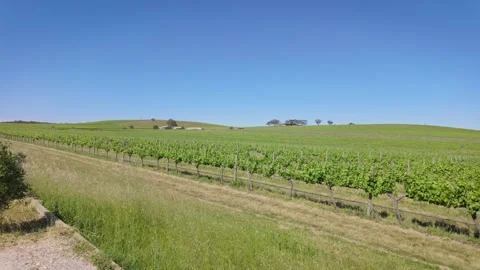 Vineyards Video stock 292715747