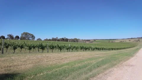 Vineyards Video stock 292715755