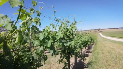 Vineyards Video stock 292715756