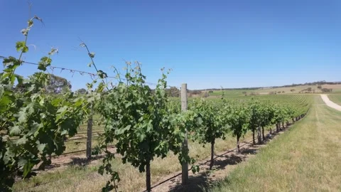Vineyards Video stock 292715763