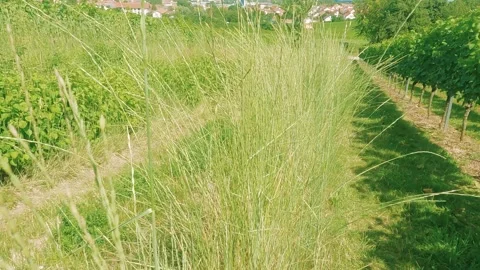 Vineyards in Germany with grass in wind Stock-Footage 157505524