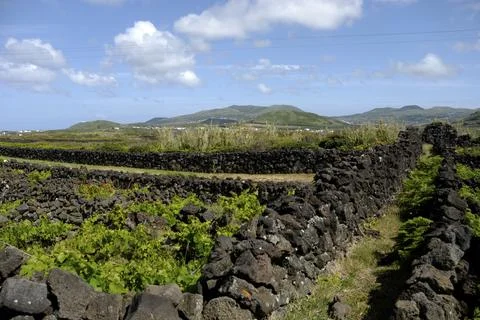 Vineyards on Graciosa Foto stock