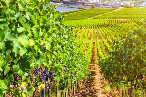 Vineyards green fields landscape with grapevine rows on hills in Rhine Gorge  Stock Photos
