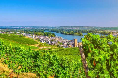 Vineyards green fields landscape with rows of grape trellis and grapevine woo Stock Photos