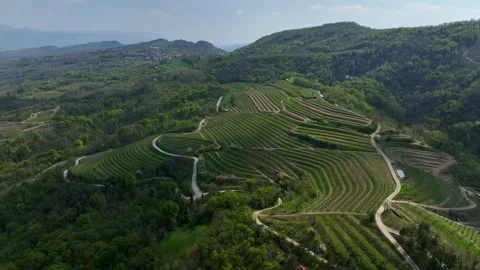 Vineyards on Green Lush Hillside in Soft Sunlight - Aerial Pullback Stock-Footage 313194877