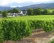 Vineyards Groot Constantia, Cape Town SD Footage