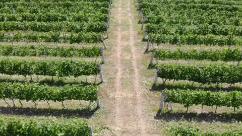 Vineyards growing in organized rows along a dirt path in countryside Video stock 342130371