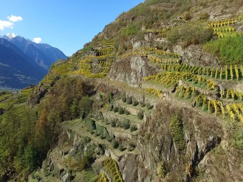 Vineyards - Harvest time Stock Footage 70801976