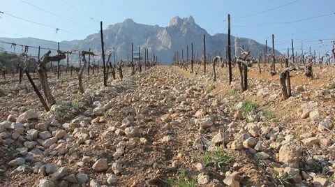 Vineyards. Highlands. Winter. Stockbeeldmateriaal 49301873