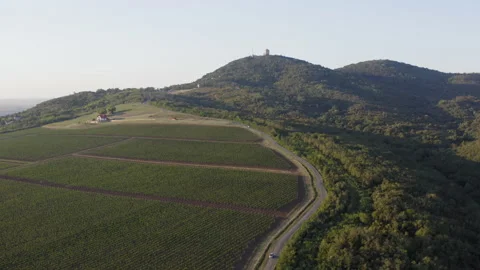 Vineyards on the hillside Vidéo 161158548