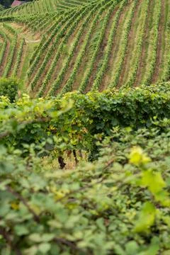Vineyards on a hillside 스톡 사진