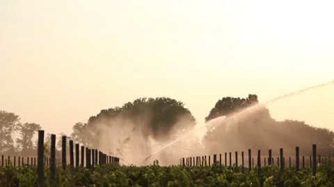 Vineyards irrigation Stock Footage 55879782