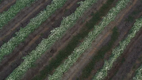 Vineyards of israel 004 Stock Footage 114635491