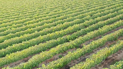 Vineyards of israel 006 Stock Footage 114635216