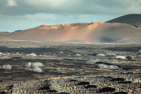 Vineyards in La Geria, Lanzarote, canary islands, Spain. Stock Photos