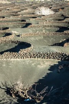 Vineyards in La Geria, Lanzarote, canary islands, Spain. Stock Photos