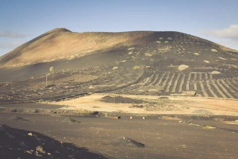 Vineyards in La Geria, Lanzarote, canary islands, Spain. Stock Photos