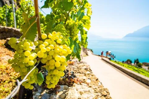 Vineyards on Lake Geneva Stock Photos