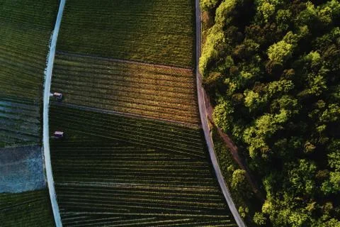 Vineyards landscape on the hill from top with drone Stock Photos