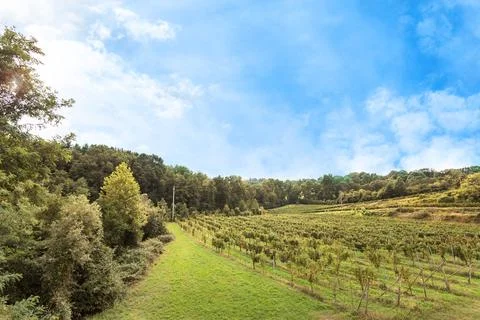 Vineyards landscape Stock Photos