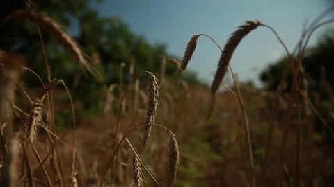 The vineyards, located on both sides of the wheat Stock Footage 74480300