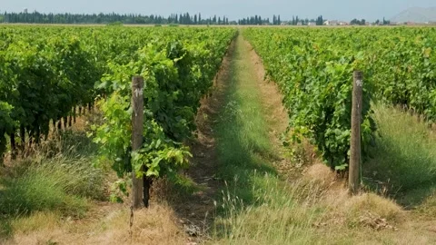 Vineyards in Montenegro. Rows of vine on a grape field . Wine industry Stock Footage 284242565